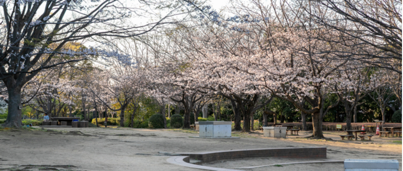 習志野の桜
